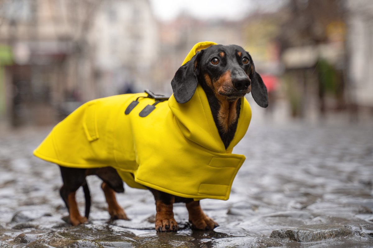 Rainy weather has caused water levels in rivers and streams to rise. Keep pets on leash when around water. Learn more here : rvca.ca/watershed-cond…