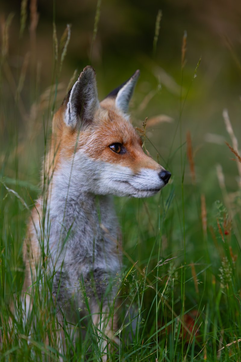 Early riser.. @Mammal_Society @wildlife_uk @WildlifeTrusts @BBCLookNorth @itvcalendar @SonyAlpha @Britnatureguide @DigitalCameraW @DCamMag #vixen #vulpesvulpes #RedFox #ukwildlife @DailyMailUK @TheSun @DailyMirror @dailystar