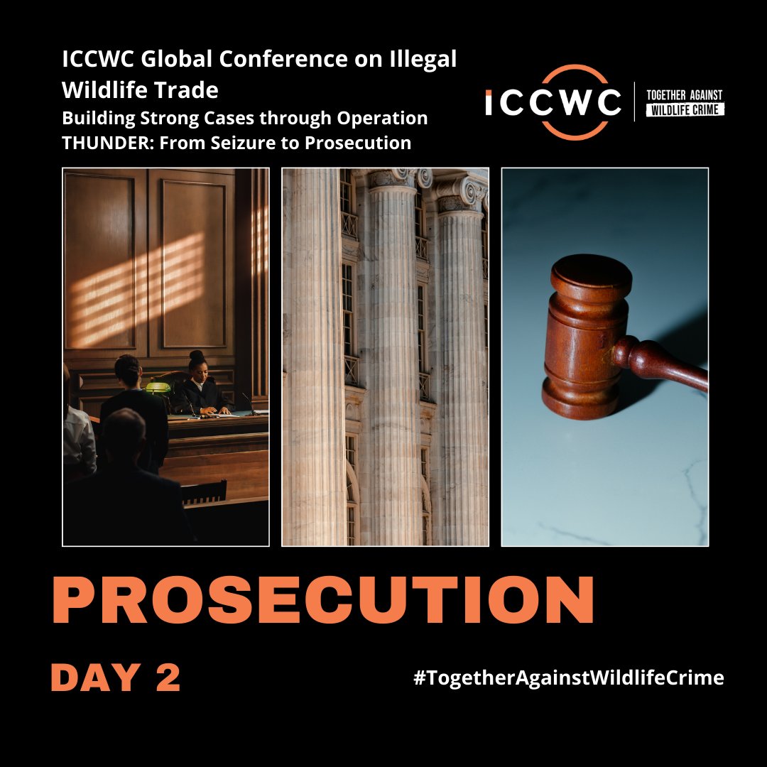 Day 2 of the #ICCWC Global Conference on IWT is also focused on prosecution. 🧑‍⚖️

Strong judicial responses to illegal wildlife trade are vital  to deter #wildlifecrime and hold perpetrators accountable for their crimes. 

#TogetherAgainstWildlifeCrime
#FromSeizureToProsecution