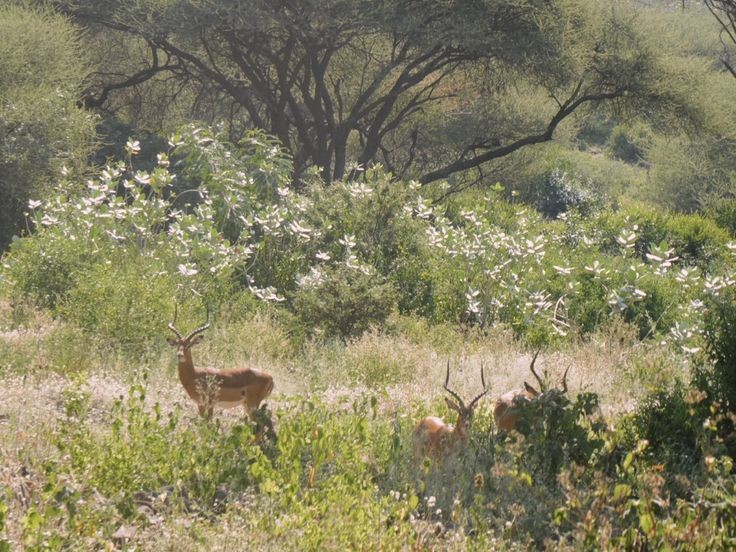 elemmiressoul's tweet photo. dreamy spring. https://t.co/UvNWrJh7Ck
