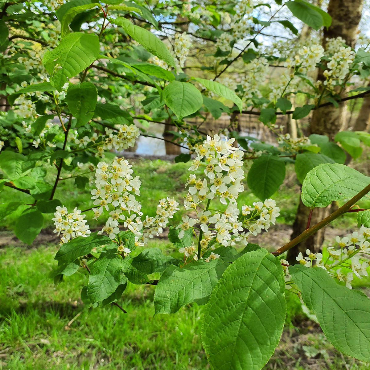 Bird Cherry flowering at the moment 💚 These delicate little flowers smell a bit like almonds and are in full bloom at the moment. Relentless rain has made working outside more difficult, but they prefer wetter soils and tend to grow in wet woodlands and along streams #BirdCherry