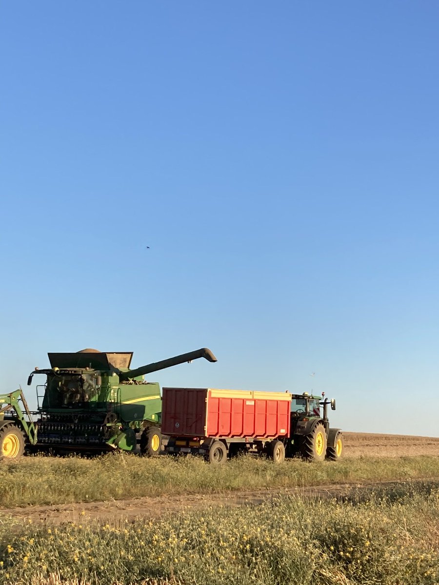 Mxrfrm's tweet photo. «Si el cielo de Castilla es tan alto, es porque lo levantaron los campesinos de tanto mirarlo».
Orgullosa de pertenecer a esta tierra y ser tan Castellana como sus campos, jotas, lechazos, vinos…
FELIZ DÍA DE CASTILLA🌾🏰💛 https://t.co/wb8Ews29Jf