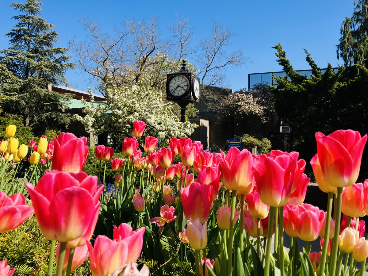 It's a beautiful #TulipTuesday on the gorgeous @HofstraU campus! #Hofstra #flowers #tulips