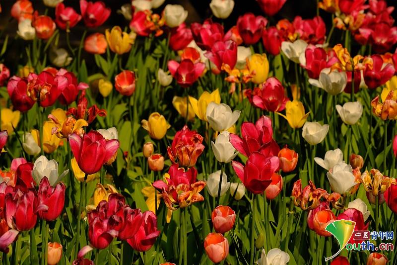 On April 21st, 2024, the #tulips in #Beijing's Zhongshan Park were in full bloom.