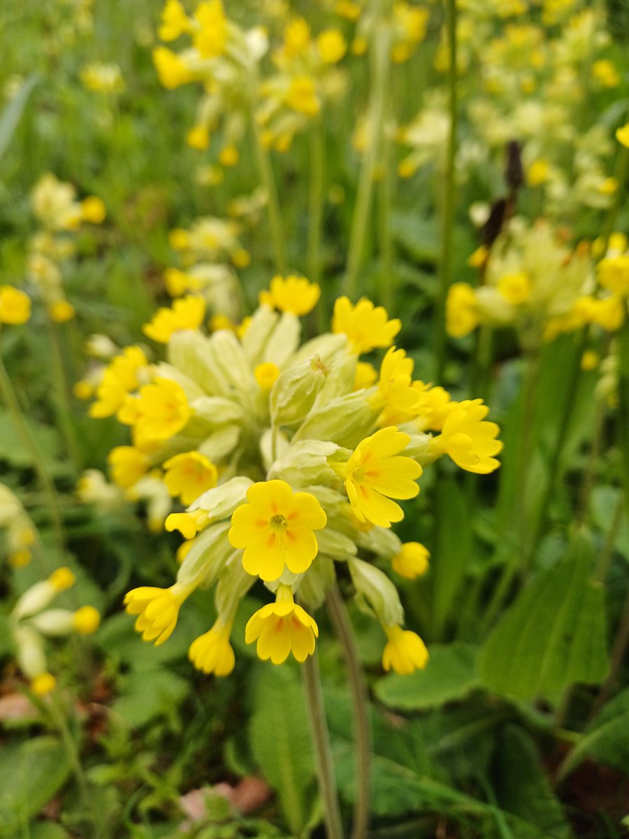 Year 6 and another year begins in the life cycle of the UCC wildflower meadow in Perrotts Inch.