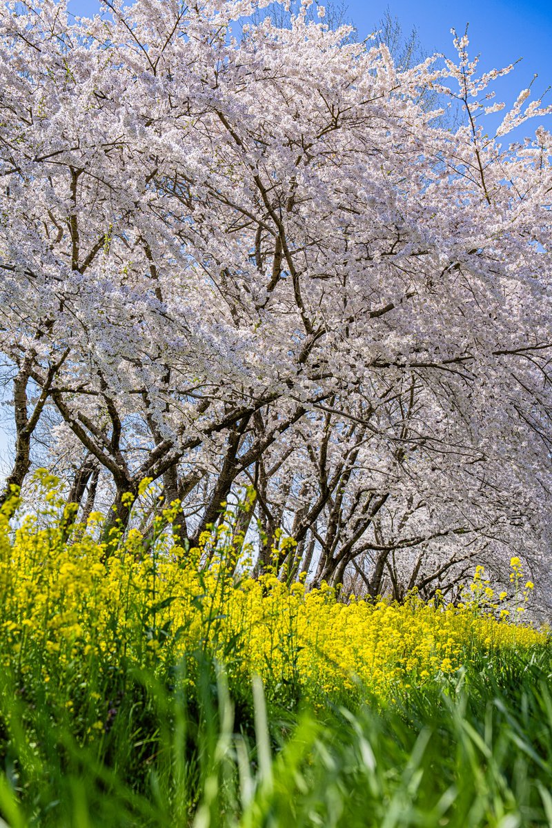 桜と菜の花

撮影:キョータ 

#桜 
#菜の花 
#風景写真
#フォトグラフィ 
#ダレカニミセタイケシキ
#love_bestjapan
#lovers_nippon
#bestjapanpics
#art_of_japan_