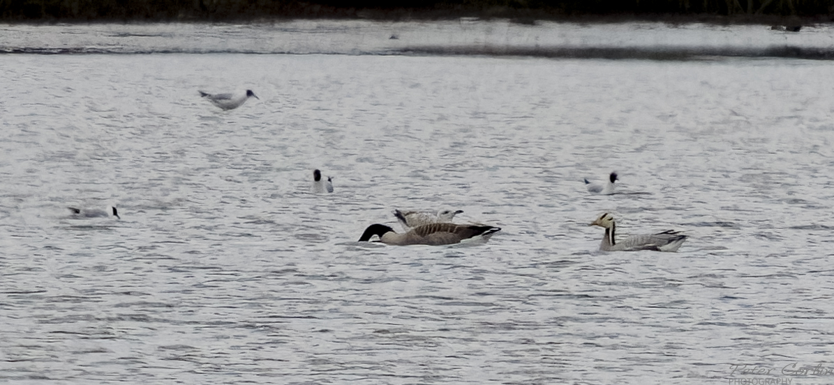 Bar-headed Goose(Cat E) Lytchett Bay Poole Dorset @harbourbirds @DorsetBirdClub @LytchettP @ianballam