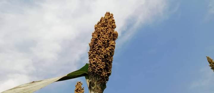 Introducing the newest addition to the Seed Co Product Basket: Sorghum, SC XP 104, also known as Guinea corn, Dawa (Hausa), oko/ ako baba (Yoruba). Here are the distinctive qualities of this variety.
1.Adaptable to the Northern and Sudan Savannah regions.