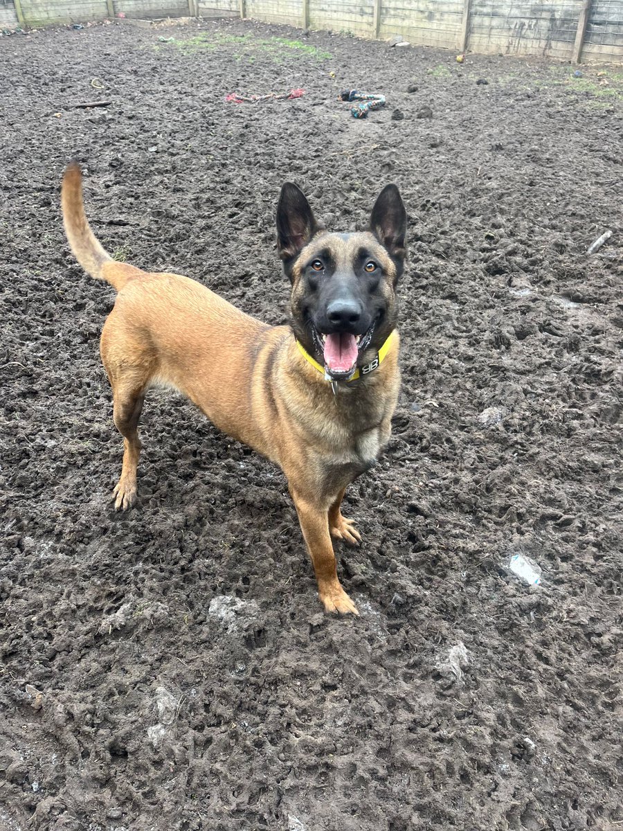 Lucas is 3yrs old and he is a friendly and playful boy who has loved everyone he has met, Lucas can live with older kids and has played well with other large breed #dogs at the kennels #germanshepherd #Essex gsrelite.co.uk/lucas-2/