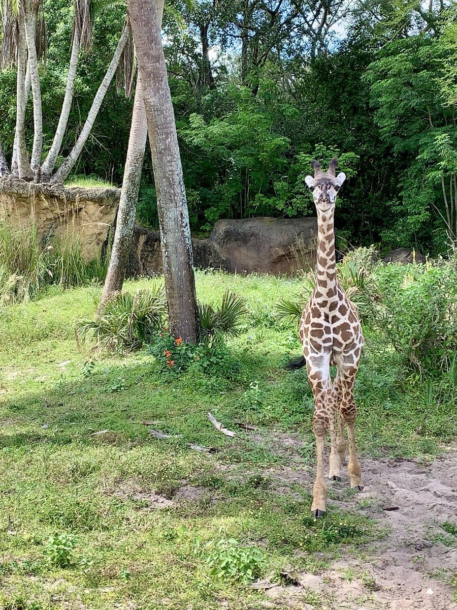 Good Tuesday morning to you! My #Tuesdayvibes are from Animal Kingdom, Walt Disney World! Those giraffes are my favorite every time ❤️Enjoy your day wherever you are! #Tuesdaymood #Tuesdaymotivation