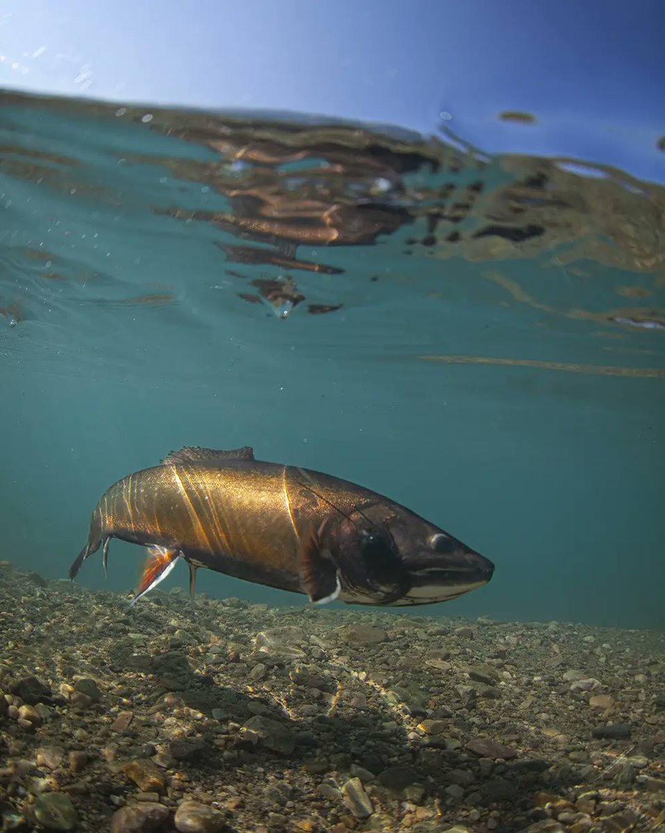 Saltwater on the Fly tweet media