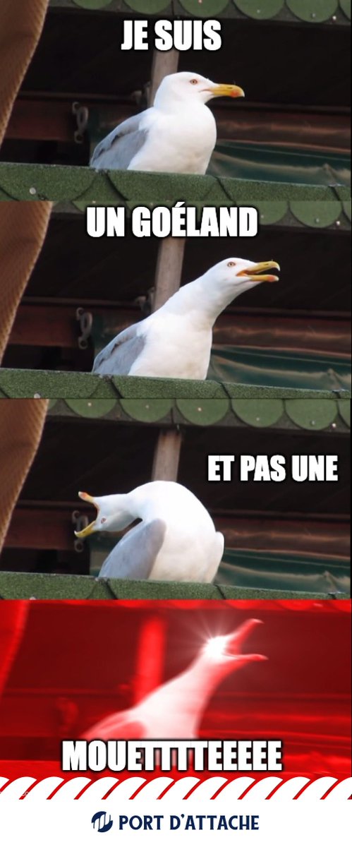 Pensée à tous les goélands qui se font appeler mouettes 🤣

Et pour les passionnés de #Bretagne rdv sur portdattache.bzh 💙 #bzh