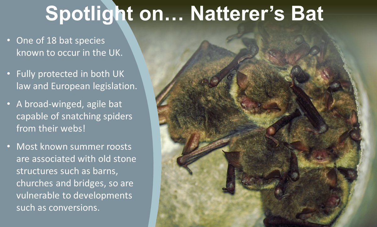 To celebrate #NationalMammalWeek, our Priority Species of the Month for April is the Natterer's Bat 🦇 Natterer's are one of 9 species of bat that have been recorded in the YDNP. Find out more about bats in the Park here: yorkshiredales.org.uk/about/wildlife… 📸 Yorkshire Dales Bat Project