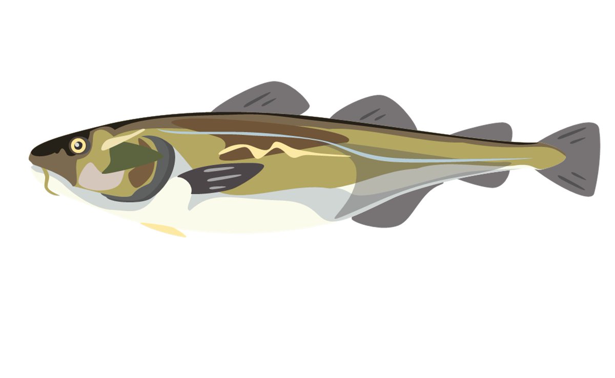 wUg35pNoWe76304's tweet photo. マダラ01
#お魚イラスト
#マダラ
#タラ
#真鱈
#GadusMacrocephalus
#PacificCod https://t.co/qQizwIEitg