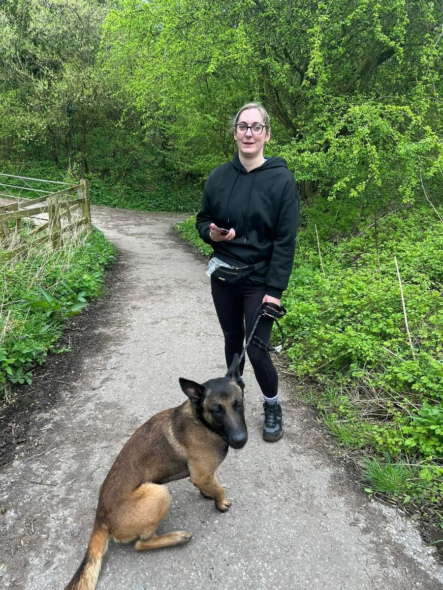 Max is 3yrs old and he is a friendly and happy boy who loves to please, Max can live with older kids and has been fine with the other #dogs at kennels when out on a walk #germanshepherd #SouthYorkshire gsrelite.co.uk/max-33/