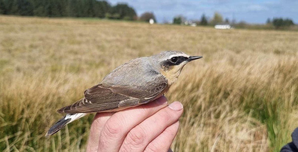 Great morning ringing Wheatear on a farmland site in East Renfrewshire.