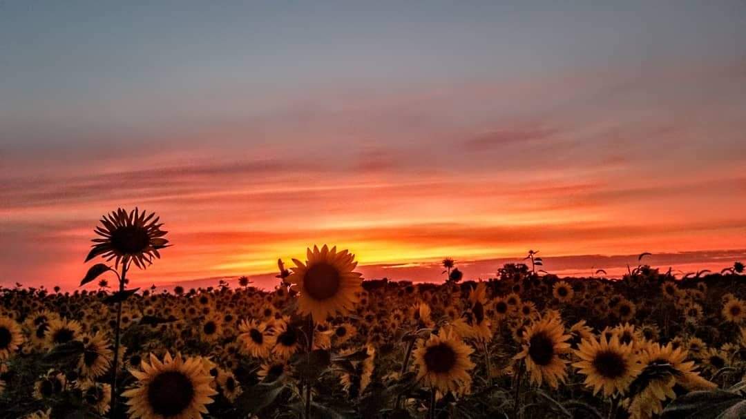 The sunset is nature's gentle reminder: reset your heart, your spirit, and your soul. ❤️ Tomorrow is a new day. #sunflowers #sunset #reset