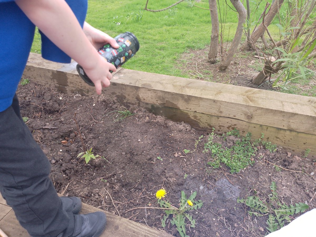 NEChildcare's tweet image. 🌱🌻 Recently, the school has generously given us one of their planters, and our little gardeners wasted no time! 🎨🌱 They drew up a plan for what seeds they&apos;d like, and on Monday, they put their plan into action! 🌱🌸#SchoolGardenFun #PlantingSeedsOfKnowledge #SummerBlossoms