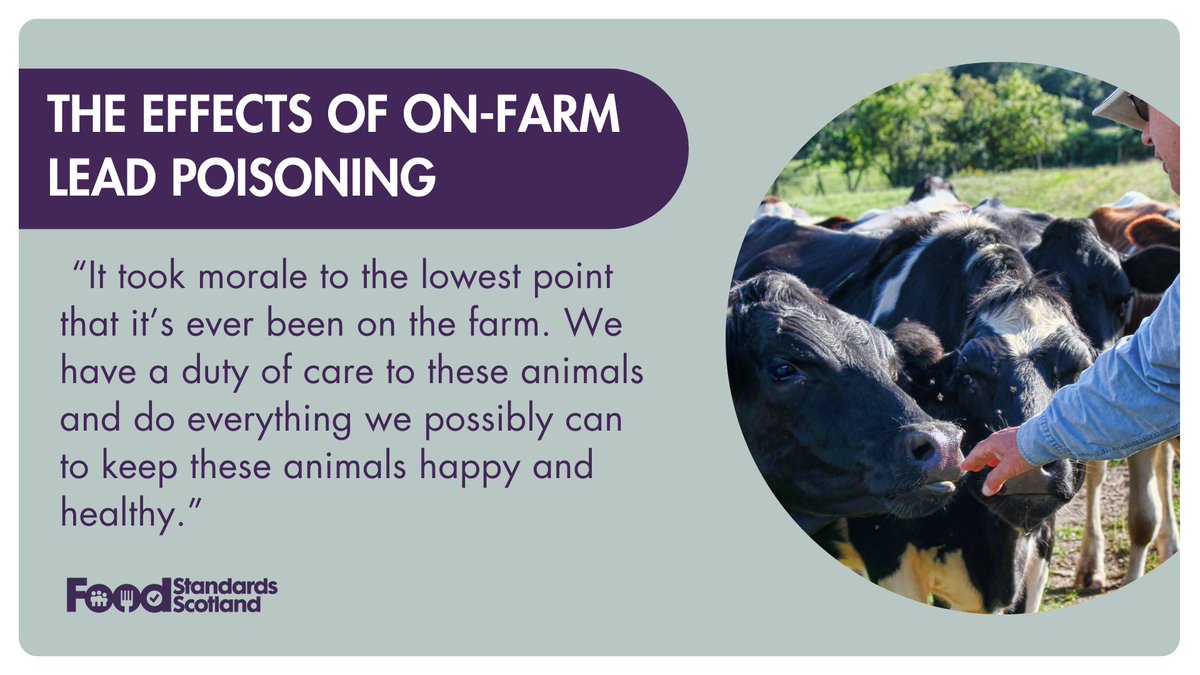 A farmer reacts to the aftermath of finding cattle suffering from lead poisoning. Watch our video for the full story at: bit.ly/3TOTLRR #OnFarmPoisoning #FoodStandardsScotland
