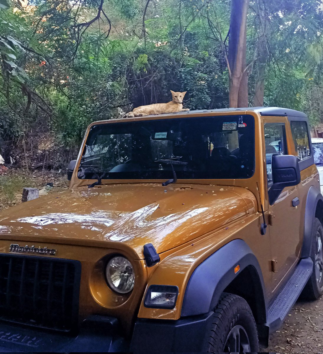 Neighbour's cat be living the life! With excellent taste, nevertheless! ❤️

#mahindrathar
@anandmahindra