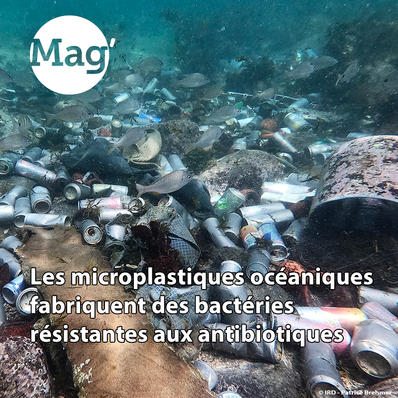 #ActuScience| Les déchets plastiques dans l’océan indien concentrent une importante quantité de micro-organismes. Les travaux impliquant l'#IRD révèlent que des bactéries pathogènes y sont devenues résistantes aux #antibiotiques 🔗lemag.ird.fr/fr/les-micropl… #IRDleMag @UMR_PIMIT #ODD