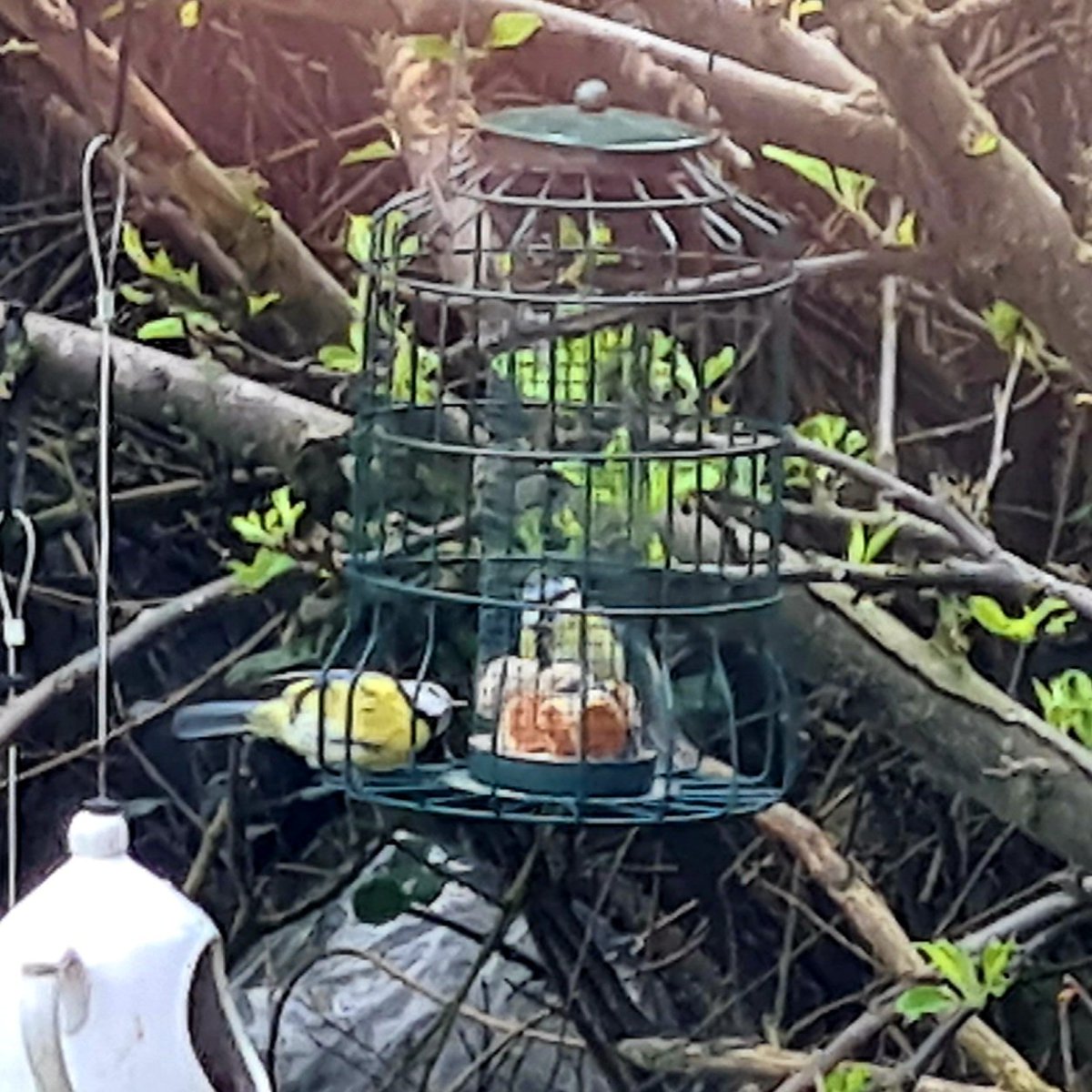 A lovely pair 😊
#ootthebackie #Peterhead #Scotland #Tits #BlueTits