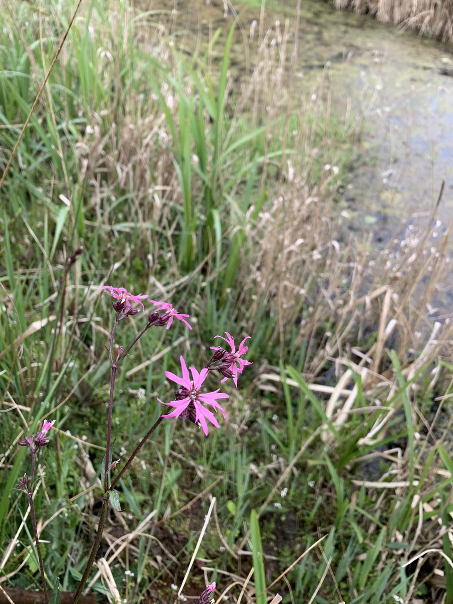 Ragged Robin at Darsham Marshes, will always remind me of Thorley Wash! 😊 @HMWTBadger @merlinsleeps