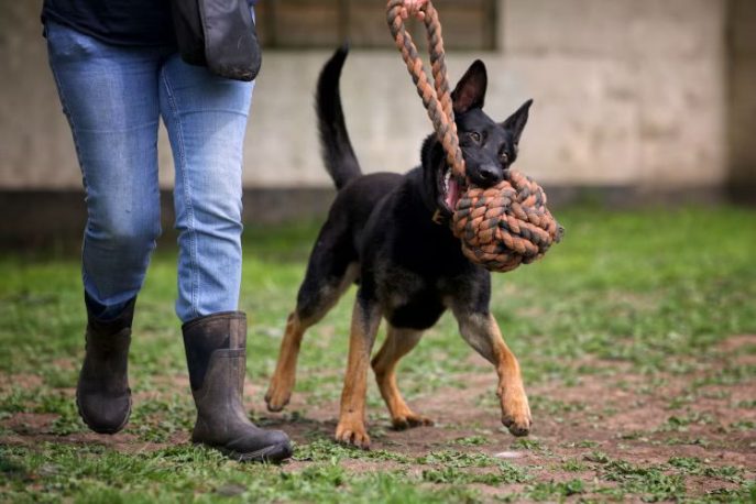 Arti is around 2yrs old and this boy arrived in Aug 22 with zero confidence but has really come on with the help of the #Cheshire kennels, Arti can live with older kids and will need an exp home #dogs #germanshepherd gsrelite.co.uk/arti/