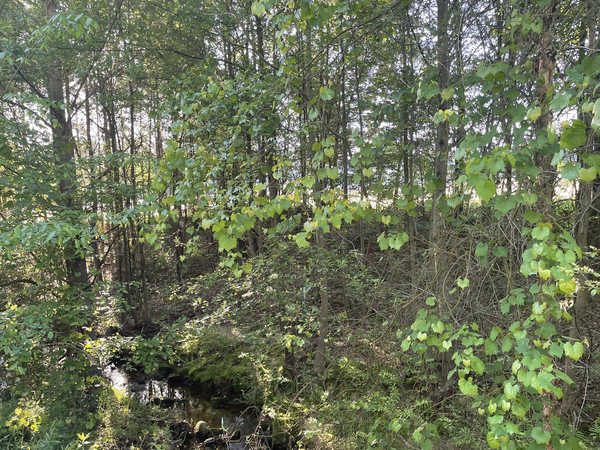 Down by Stockbridge Road there is a small creek. Our creeks, streams, and rivers are valuable assets and are so important to keep clean, not just on Earth Day, but every day.

Our Public Works team seen here, endeavors to do so.

#GeorgiaCitiesWeek