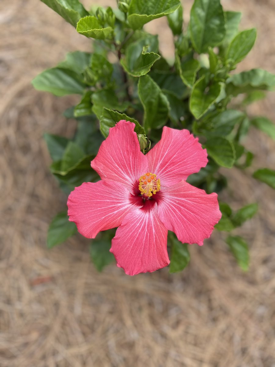 PAmotherrunner's tweet photo. My beauties are starting to bloom!  🌺#GardeningTwitter #pinkismyfavorite https://t.co/KP4bSeS1PC