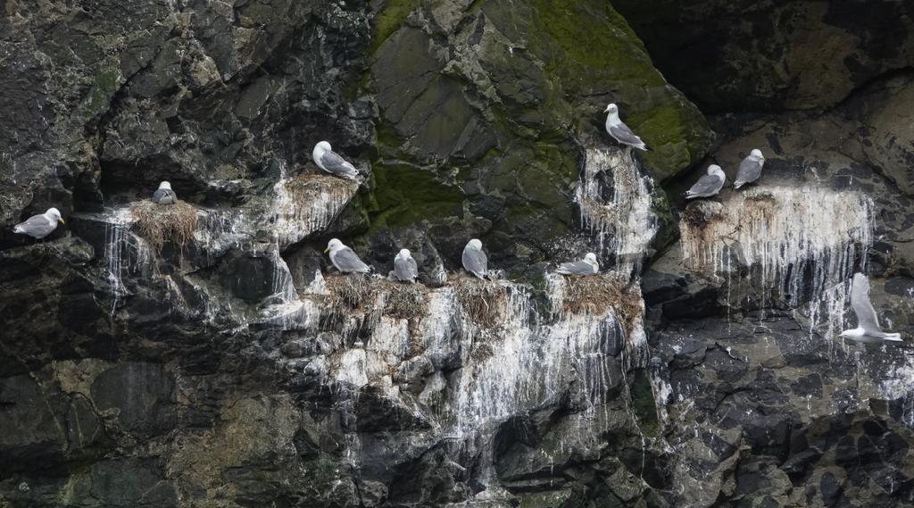 A time-lapse camera was installed this week to monitor Kittiwakes on Dùn. An ongoing collaboration between @seabird_watch and @N_T_S, the images will provide valuable data on breeding success and will involve #citizenscientists through @the_zooniverse website. #NTSSeabirds .