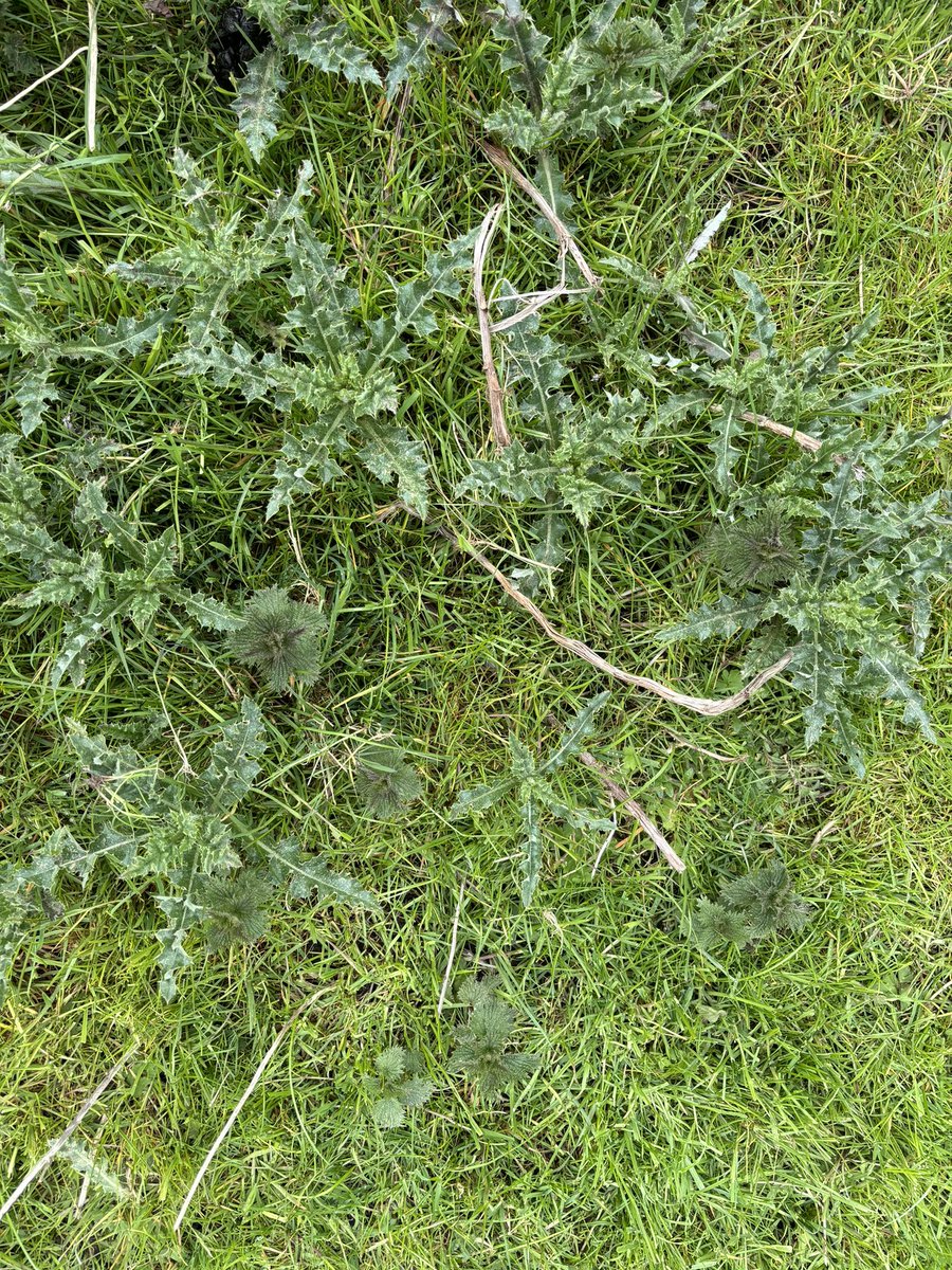 Agronomysilvers's tweet photo. Checking on upland and lowland grassland today for weed development @CortevaForage @AgriiUK #springhassprung #soiltemp #airtemp https://t.co/gVWQr4l1pe