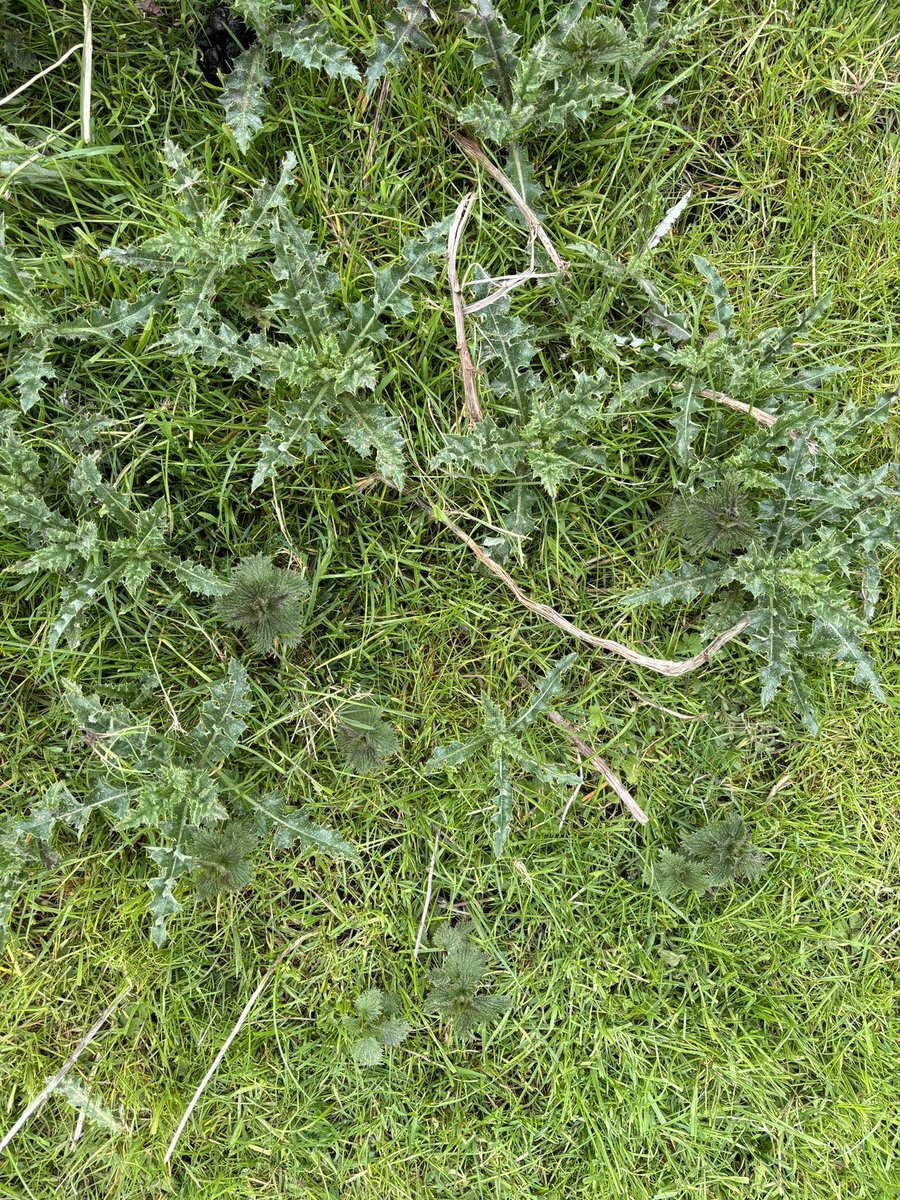 Checking on upland and lowland grassland today for weed development @CortevaForage @AgriiUK #springhassprung #soiltemp #airtemp