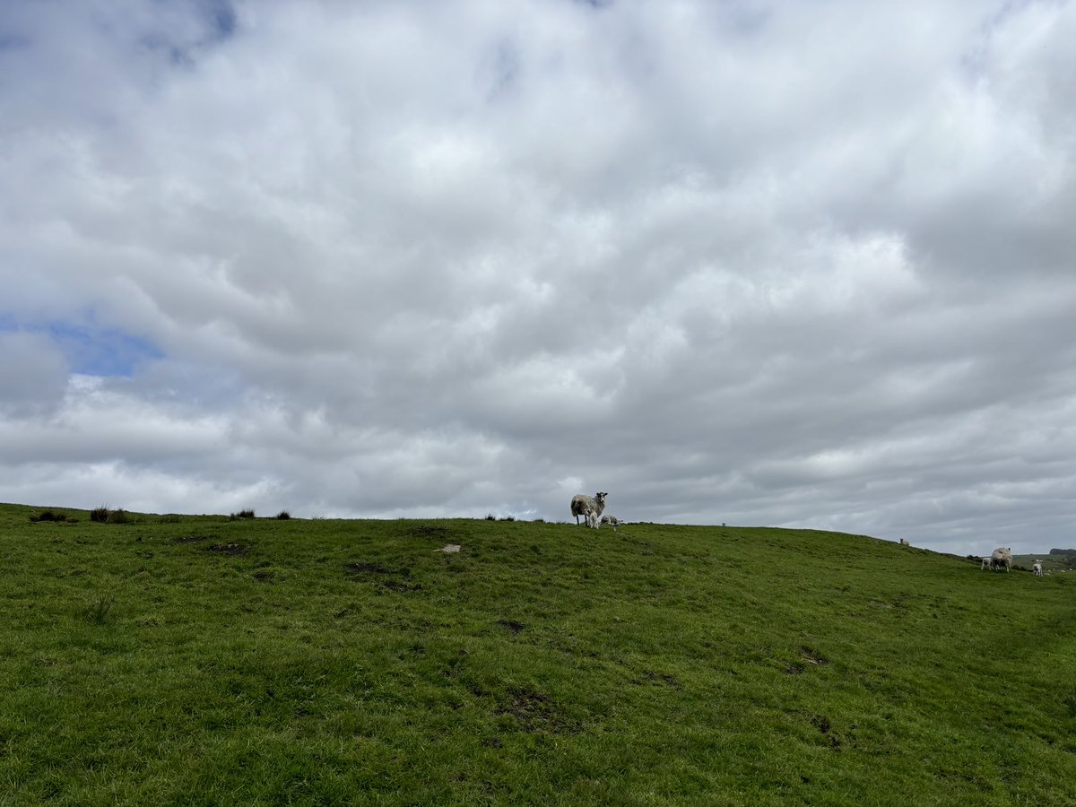 Agronomysilvers's tweet photo. Checking on upland and lowland grassland today for weed development @CortevaForage @AgriiUK #springhassprung #soiltemp #airtemp https://t.co/gVWQr4l1pe