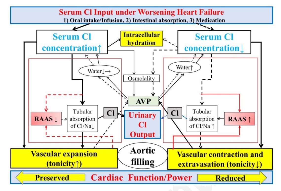 Con falla cardiaca, aquellos que tienen mayor avidez tubular por el cloro [Cl], es decir, lo orinan poco, (Cl sérico - Cl urinario= >1) presentan: •↑actividad neurohormonal •↑retención de fluidos •↓cloro sérico •↓TFGe Cardiorenal Med 2024 10.1159/000536293