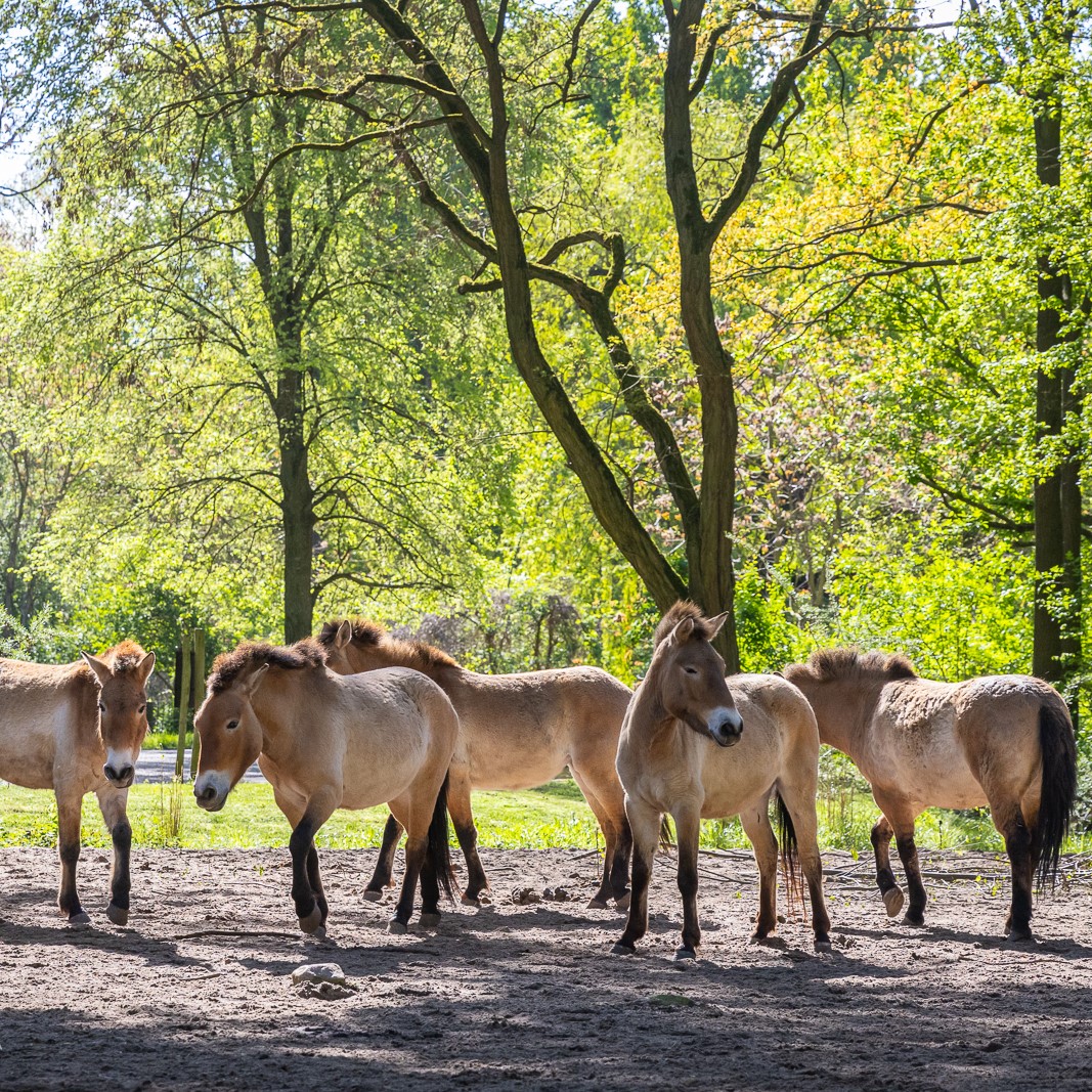 TierparkBerlin tweet picture