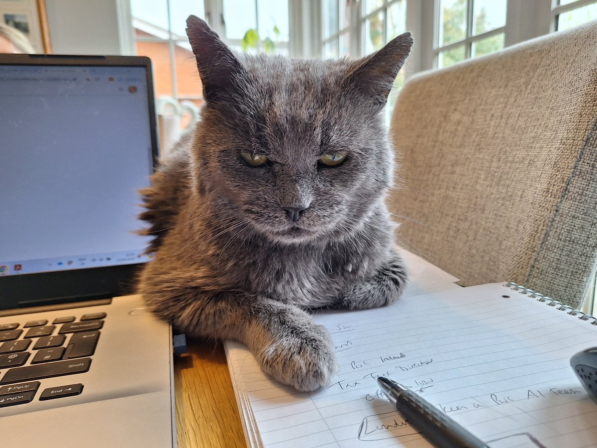 This meeting could definitely have been an email. 😼 #CatsOnTwitter #CatsOfX #business