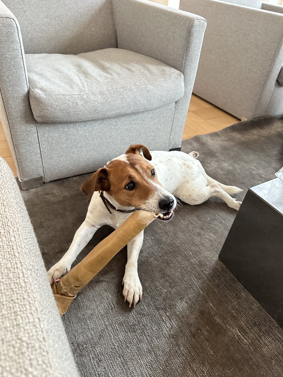 Ham her fylder 10 år i dag! 🥳 #Uffe