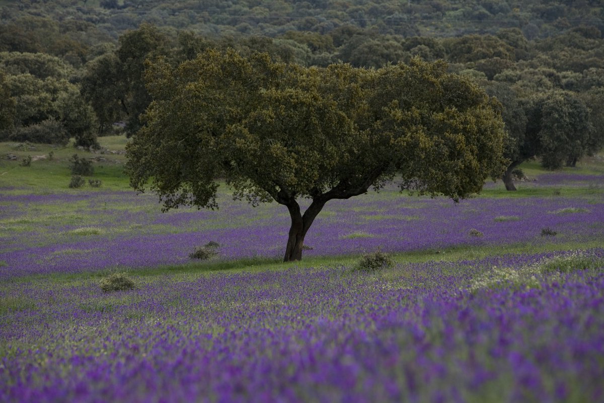 Espacios naturales de #Extremadura
Parque Natural de Cornalvo (#Badajoz)

📸 @extremadura_tur