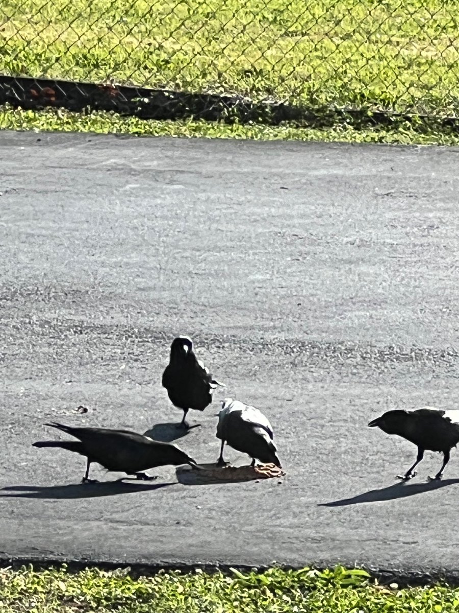 ATLCWorker's tweet photo. It’s a cool morning in East Tennessee. 
The Crows have been fed and Hoppy was eating too. https://t.co/2XX4HoDFxq