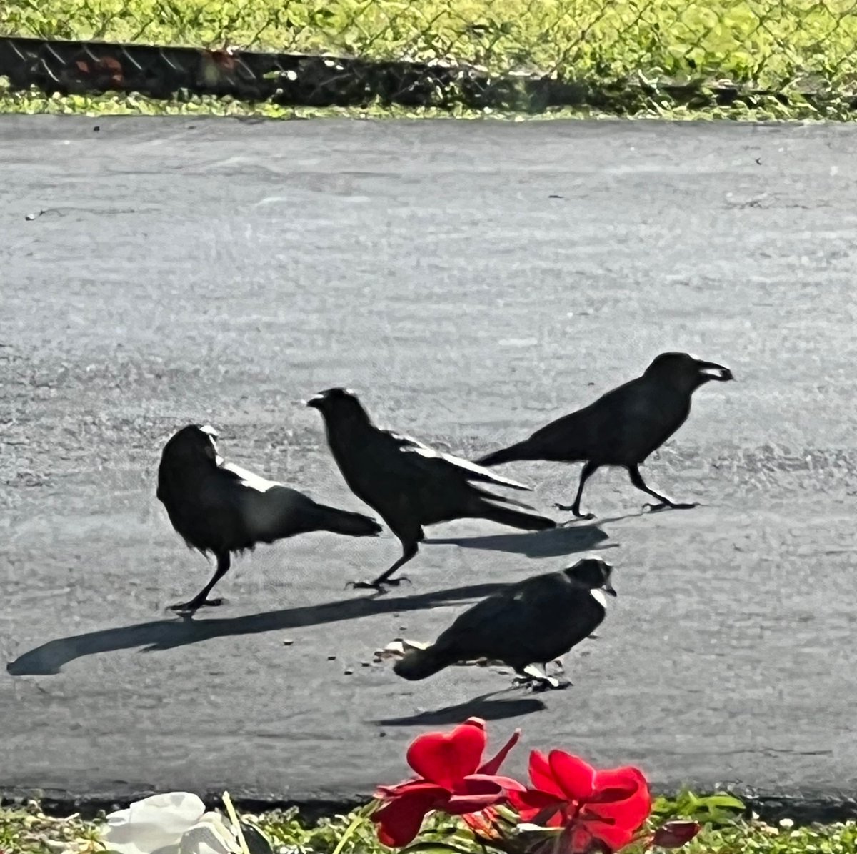 ATLCWorker's tweet photo. It’s a cool morning in East Tennessee. 
The Crows have been fed and Hoppy was eating too. https://t.co/2XX4HoDFxq