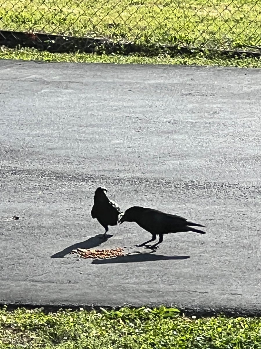 ATLCWorker's tweet photo. It’s a cool morning in East Tennessee. 
The Crows have been fed and Hoppy was eating too. https://t.co/2XX4HoDFxq