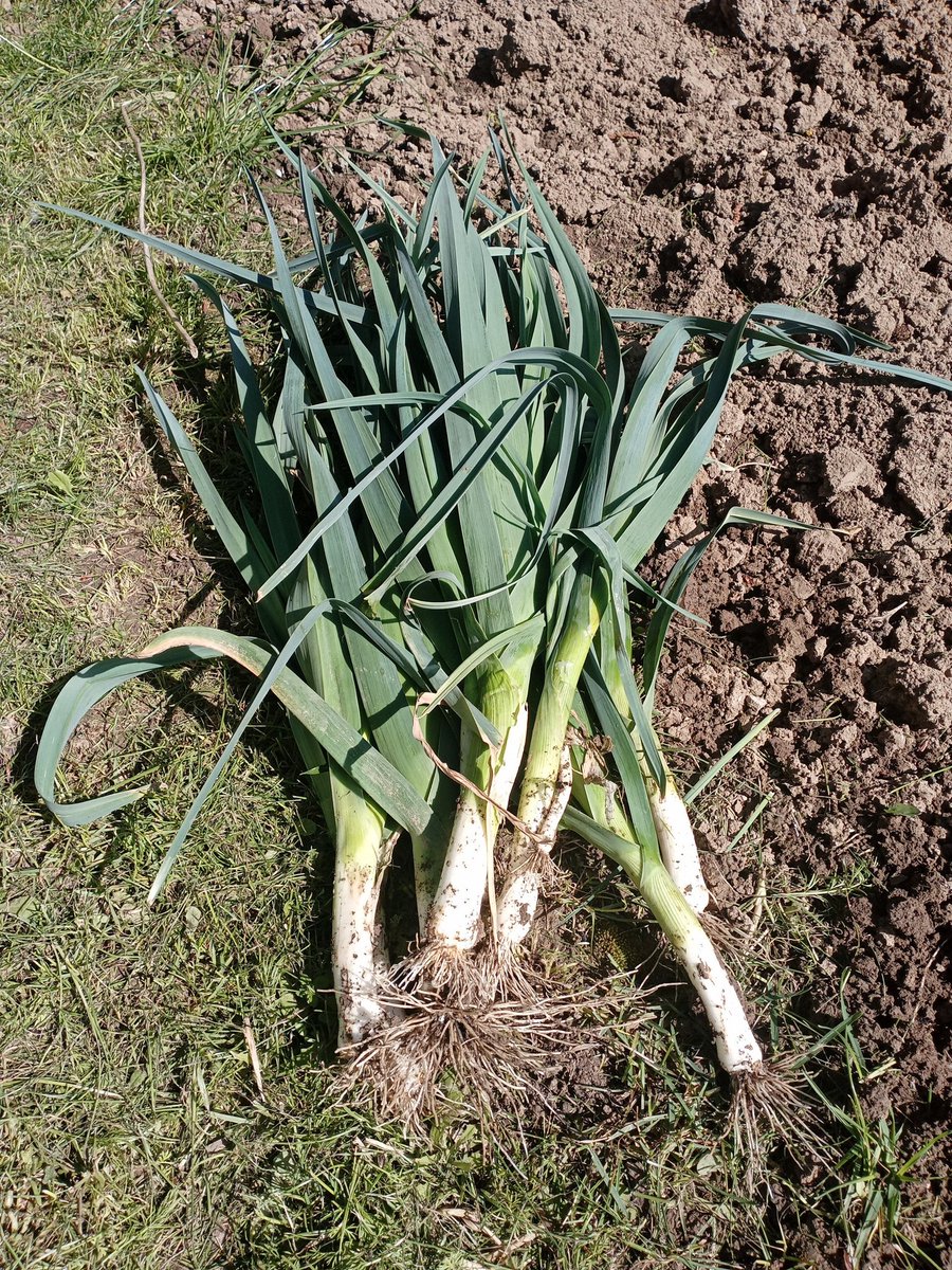 Just harvested some leek. Will make a soup of it today. 🙏💌