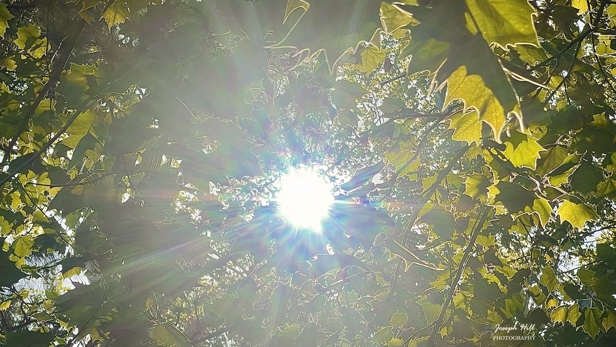 Sunrise☀️🌳
#April2024 
Photo By: Joseph Hill🙂📸☀️

#sunrise #bright #morning #sunlight #tree #leaves #nature #spring #Daylight #beautiful #peaceful #daytime #NaturePhotography #SouthernPinesNC #April