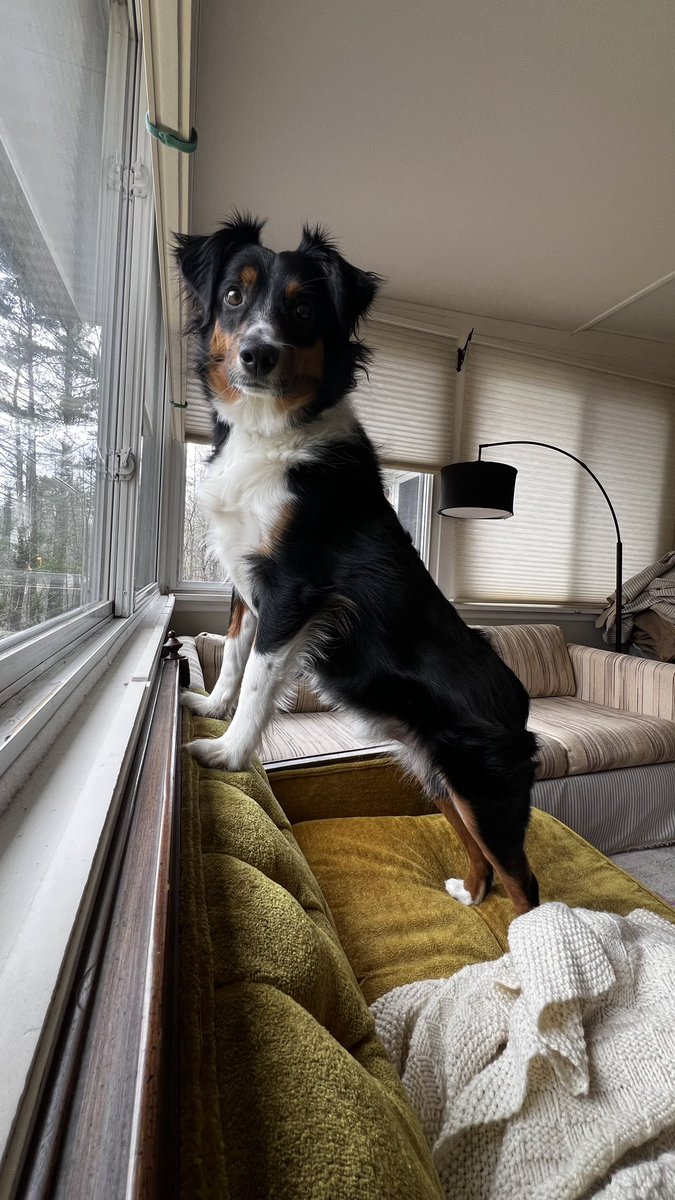 ShaunNT's tweet photo. Take a moment and boop this boy https://t.co/MHhayj2GyQ