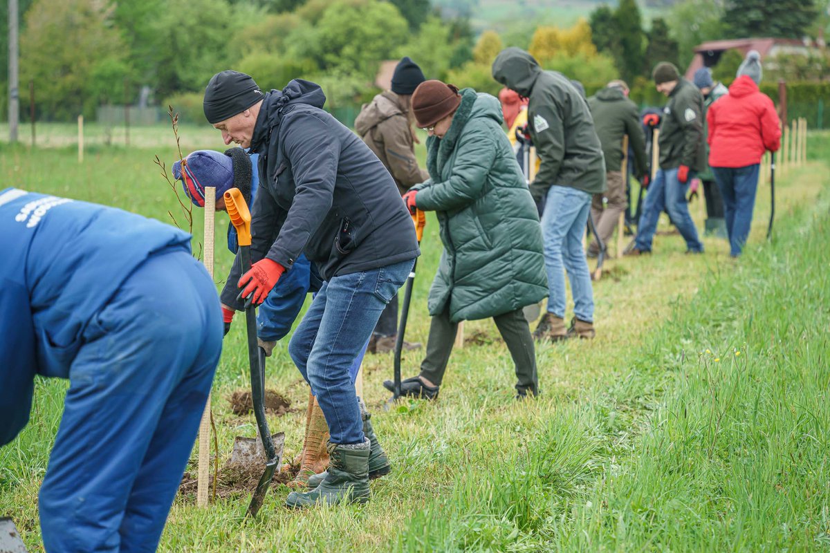 SadeckieW's tweet photo. Światowy Dzień Ziemi świętowaliśmy jak zwykle, sadząc drzewa na terenie ZUW w Świniarsku. Zakasaliśmy rękawy i 150 nowych drzew zostało posadzonych. W sumie od początku akcji to już około 1500 sadzonek. Fot. Damian Radziak
#SądeckieWodociągi #drzewa #DzieńZiemi https://t.co/5Sz7B3RTHB