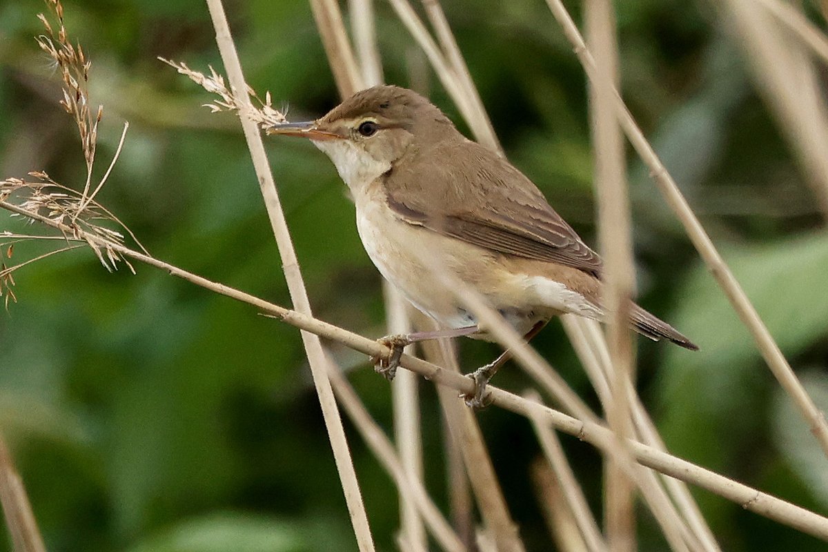 Reed Warblers are sometimes difficult to photograph when they first arrive as they tend to sing deep down in the reeds, but this one was collecting nest material.