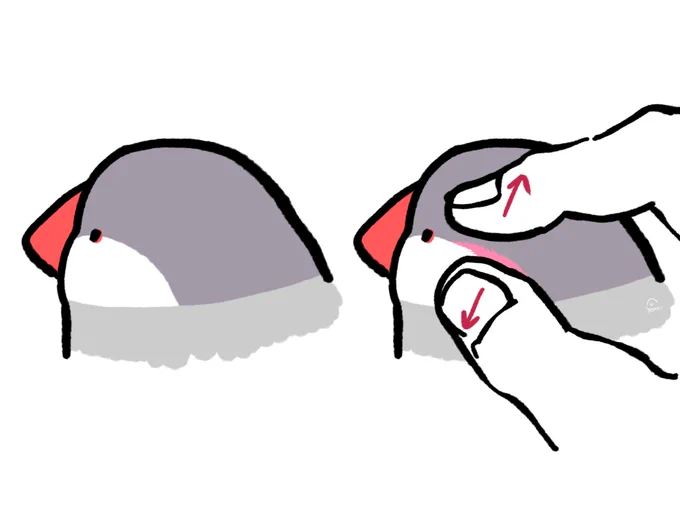 【最近知ったこと】文鳥の頭とほっぺの境界はね……毛がないんだよ…… 