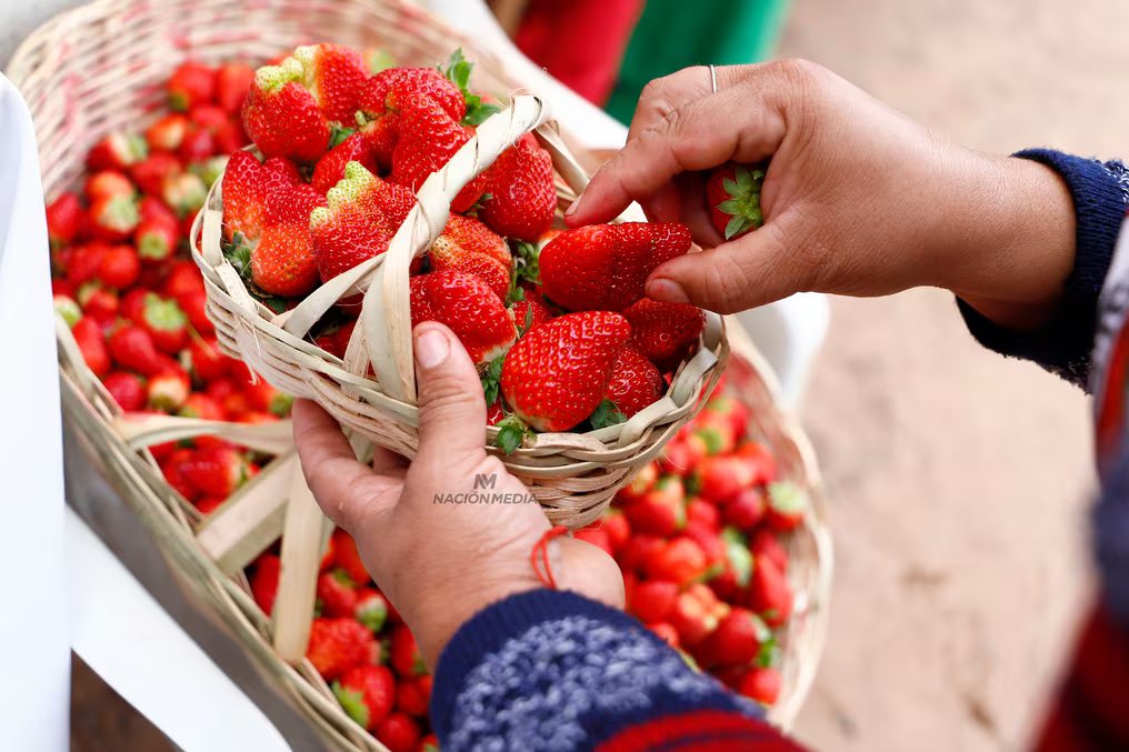 AllianaPedro's tweet photo. Tienda de ventas y cámara frigorífica para la Asociación de Productores de Frutilla, en la zona de Itauguá y Areguá. Es a fin de impulsar el desarrollo agrícola y ayudar a las familias. 
@SantiPenap @CarlosGimnezGo1 @magparaguay @MTESS_PY https://t.co/aGztFkVH9k