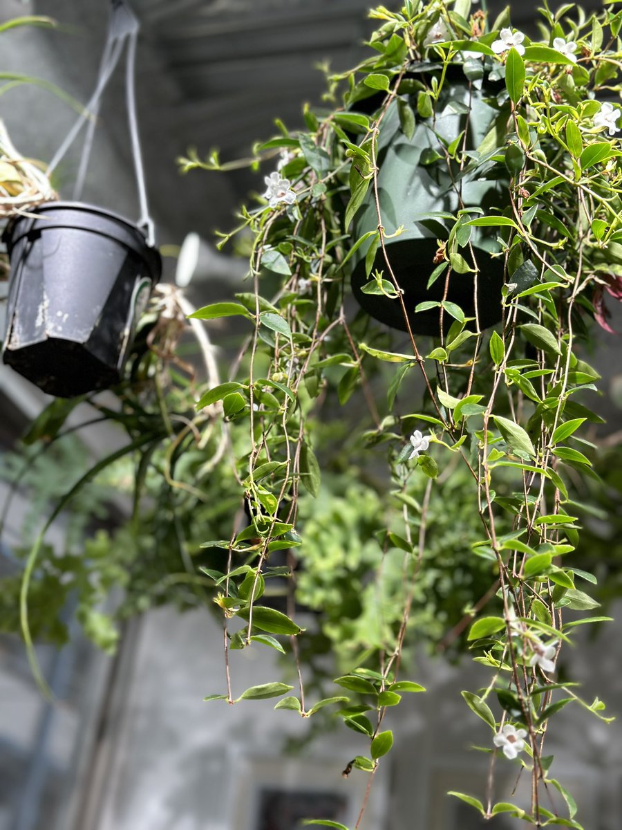 tks_moa8's tweet image. 浅草な1日。
久々かずきさんと会えました👍

#アイイロ #Aimee